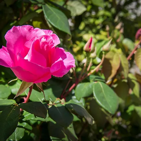 Accanto Alle Mura & Relax Bed & Breakfast